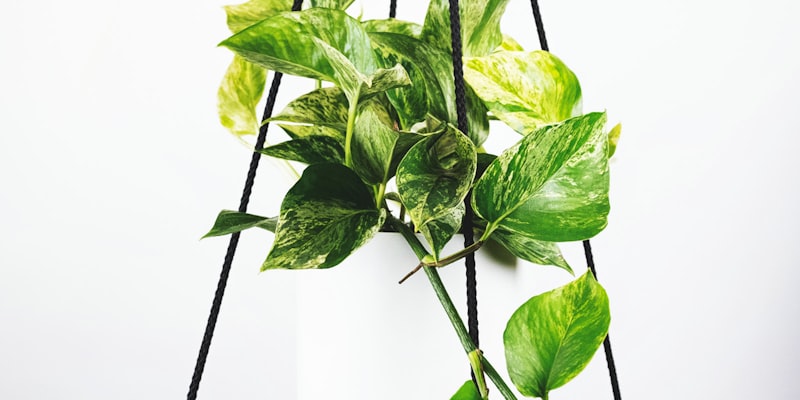 英超联赛曼城对阵阿森纳的激烈比赛场面